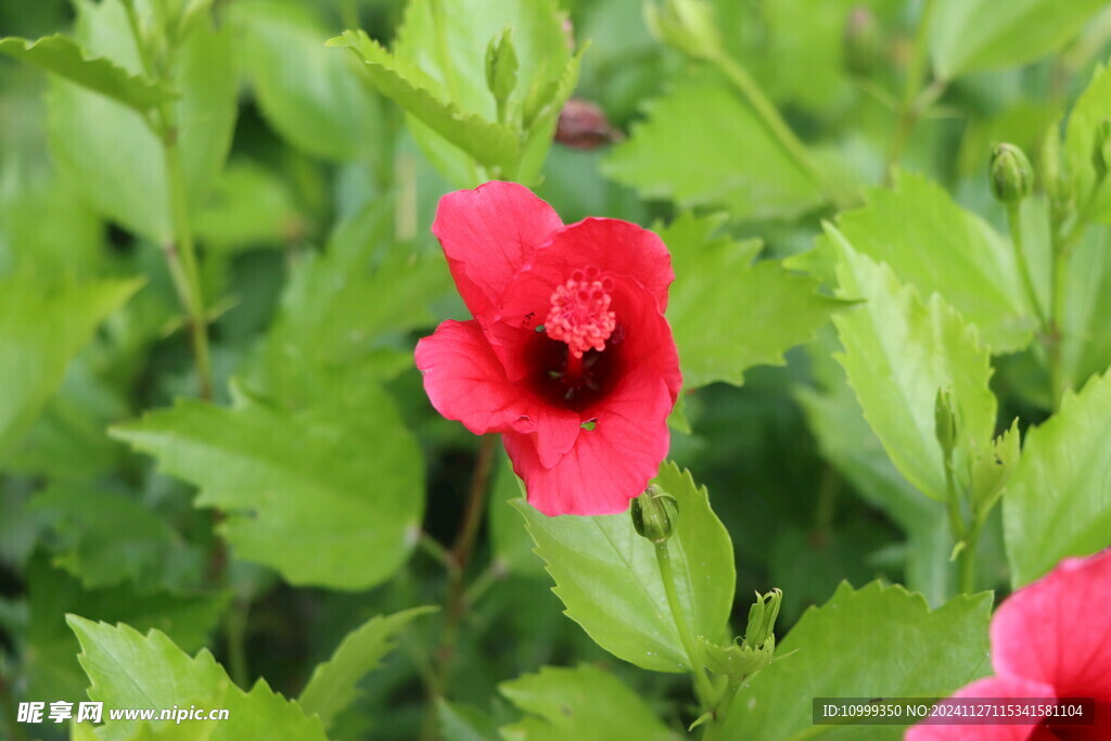 扶桑花