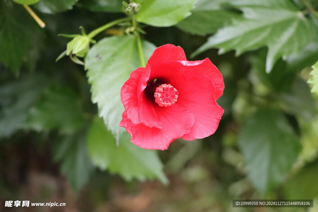 扶桑花