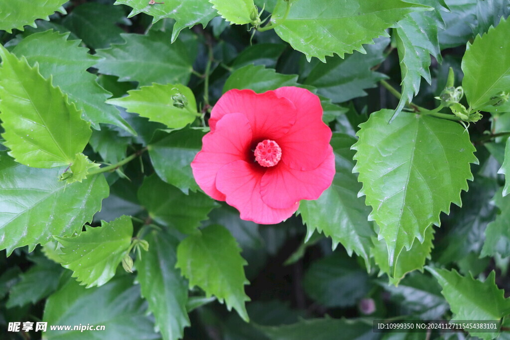扶桑花