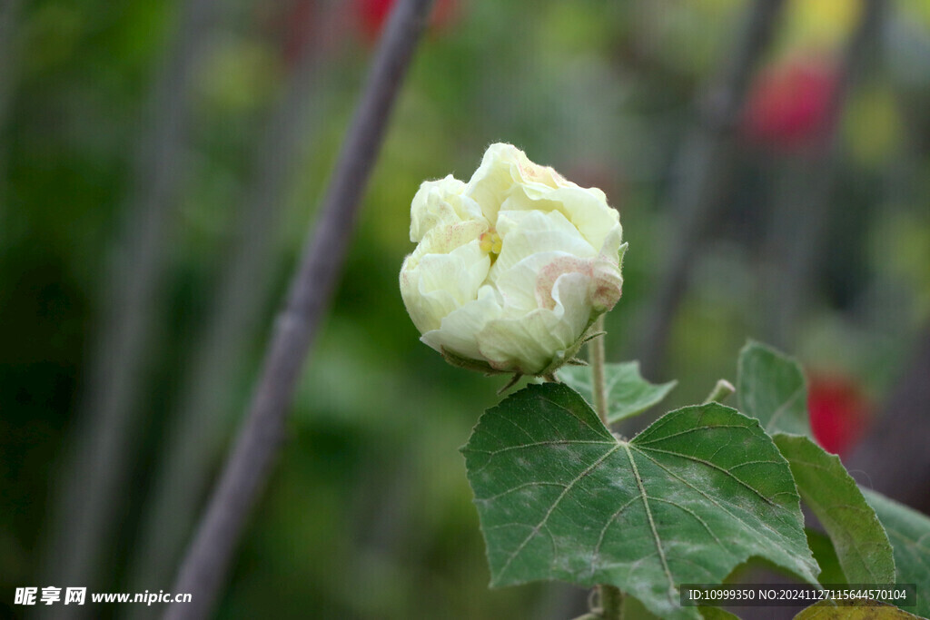 白色木芙蓉花