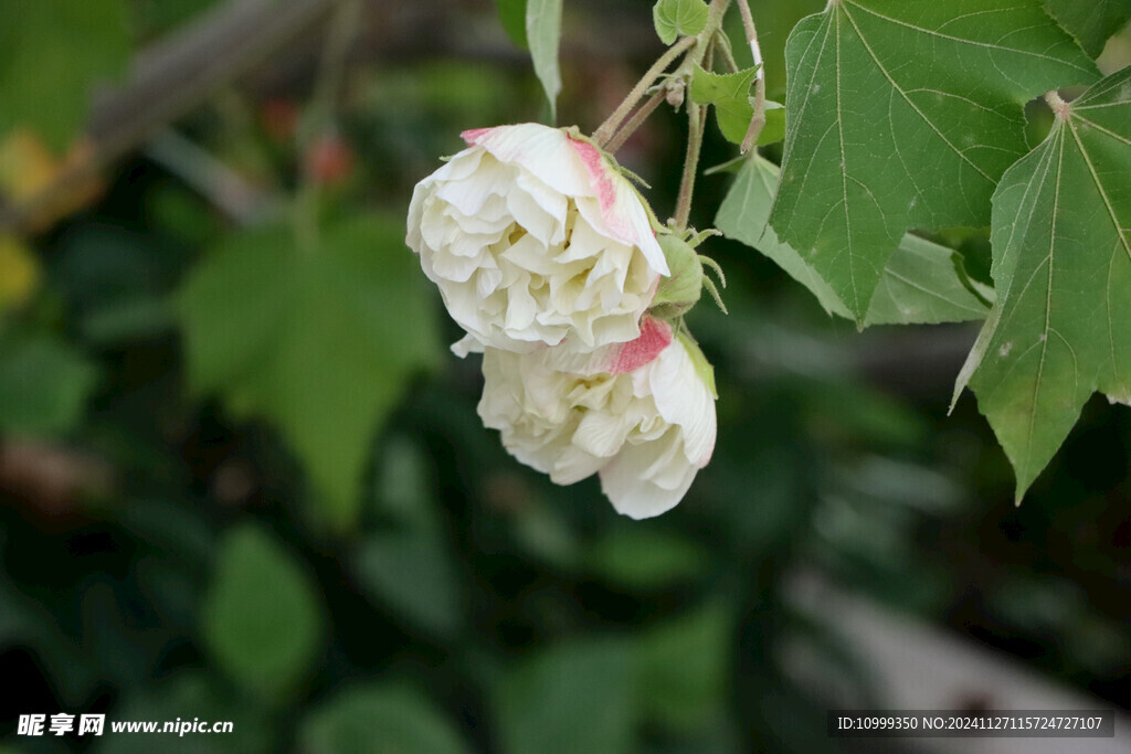 白色木芙蓉花