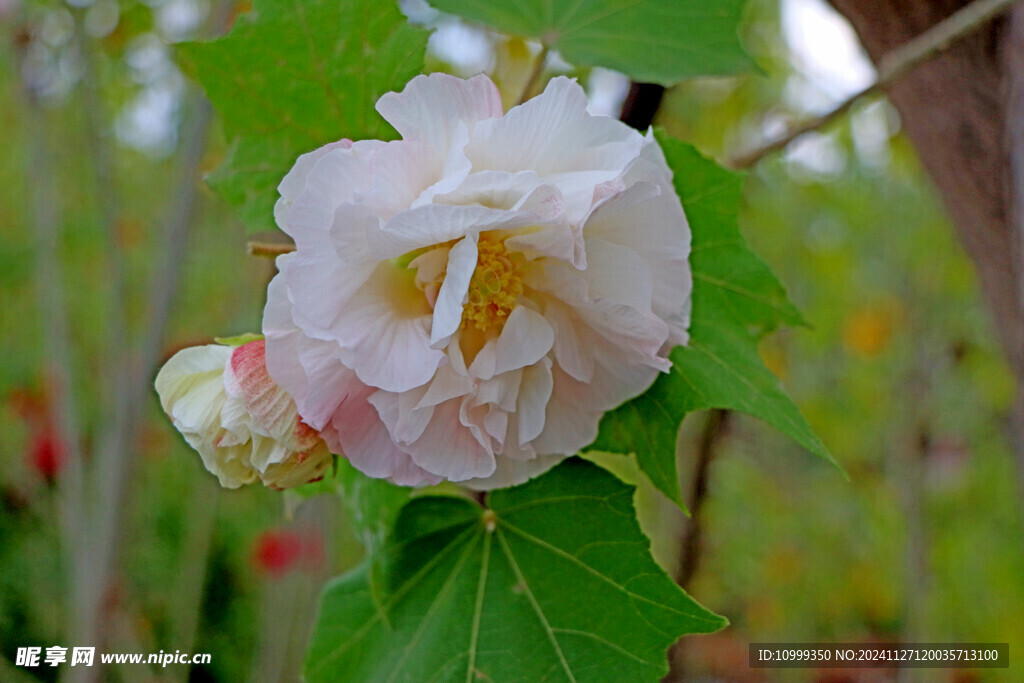 白色木芙蓉花