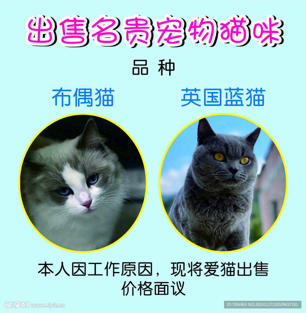 出售名贵宠物猫咪