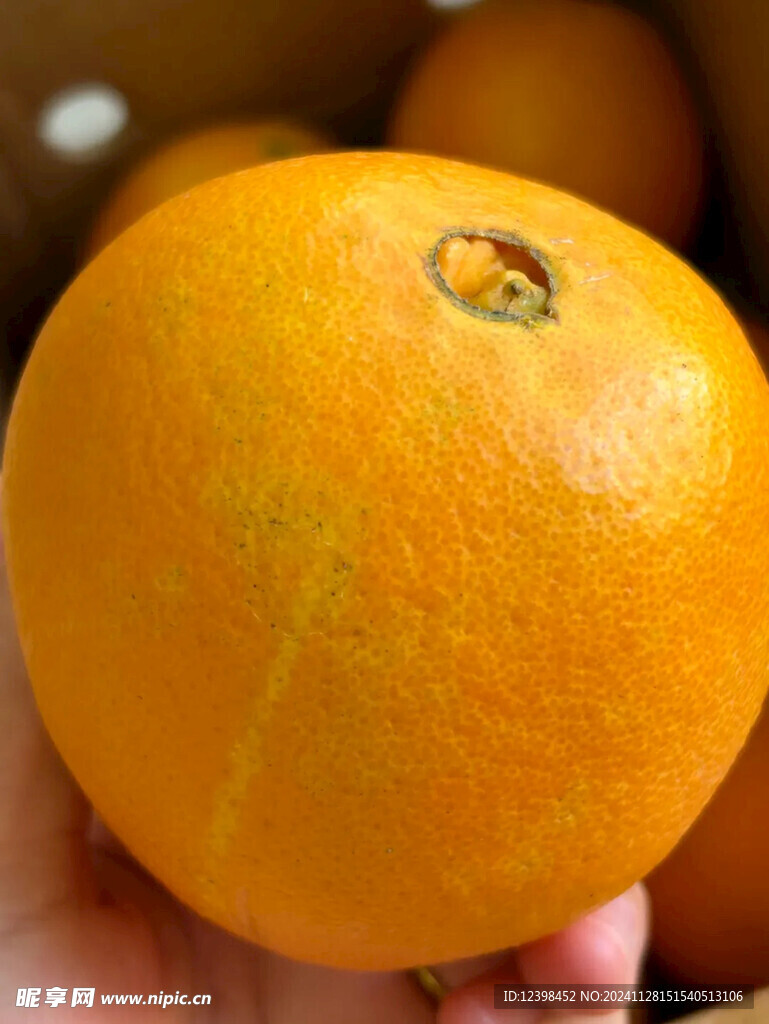 脐橙
