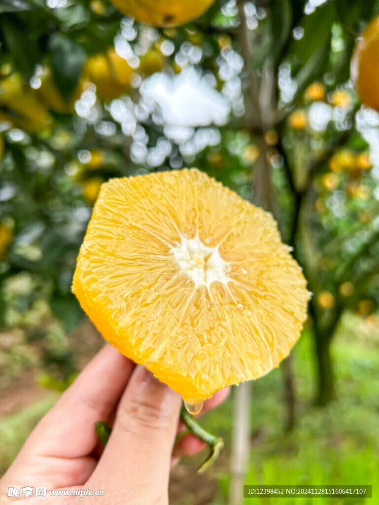 脐橙