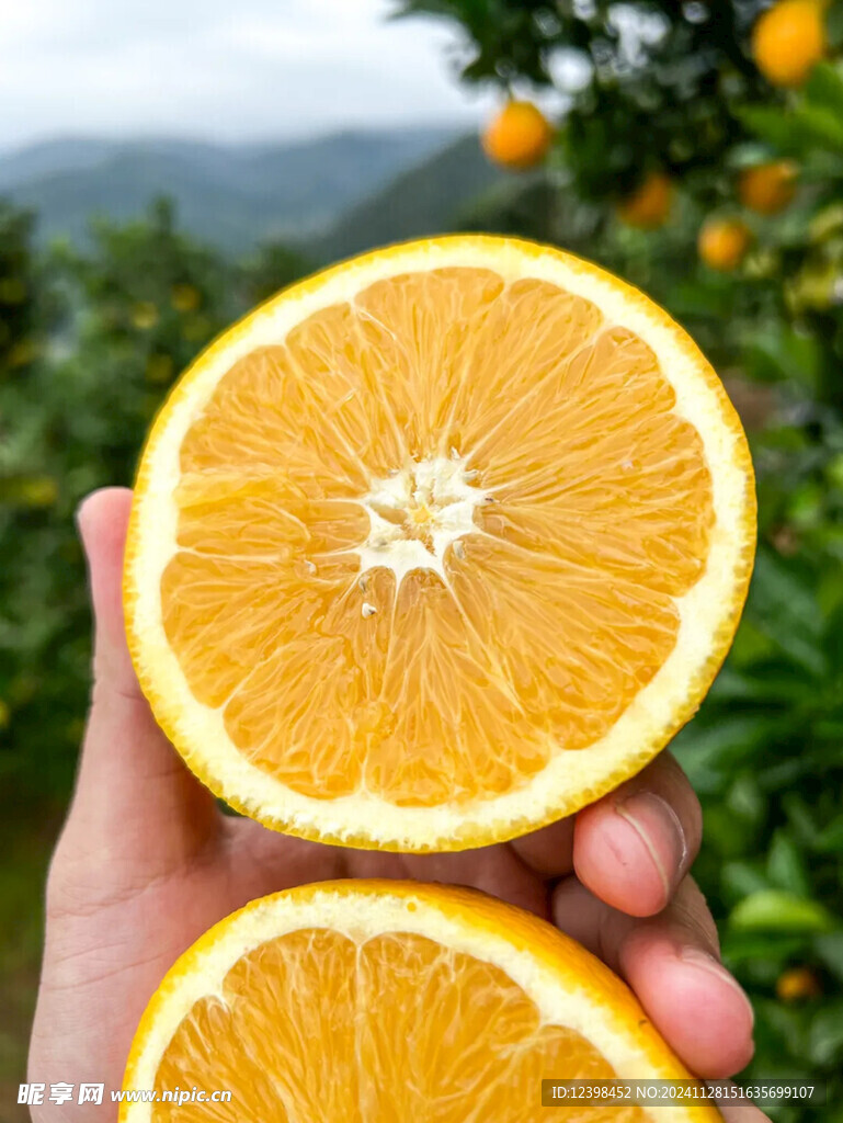 脐橙