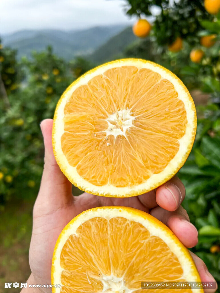脐橙