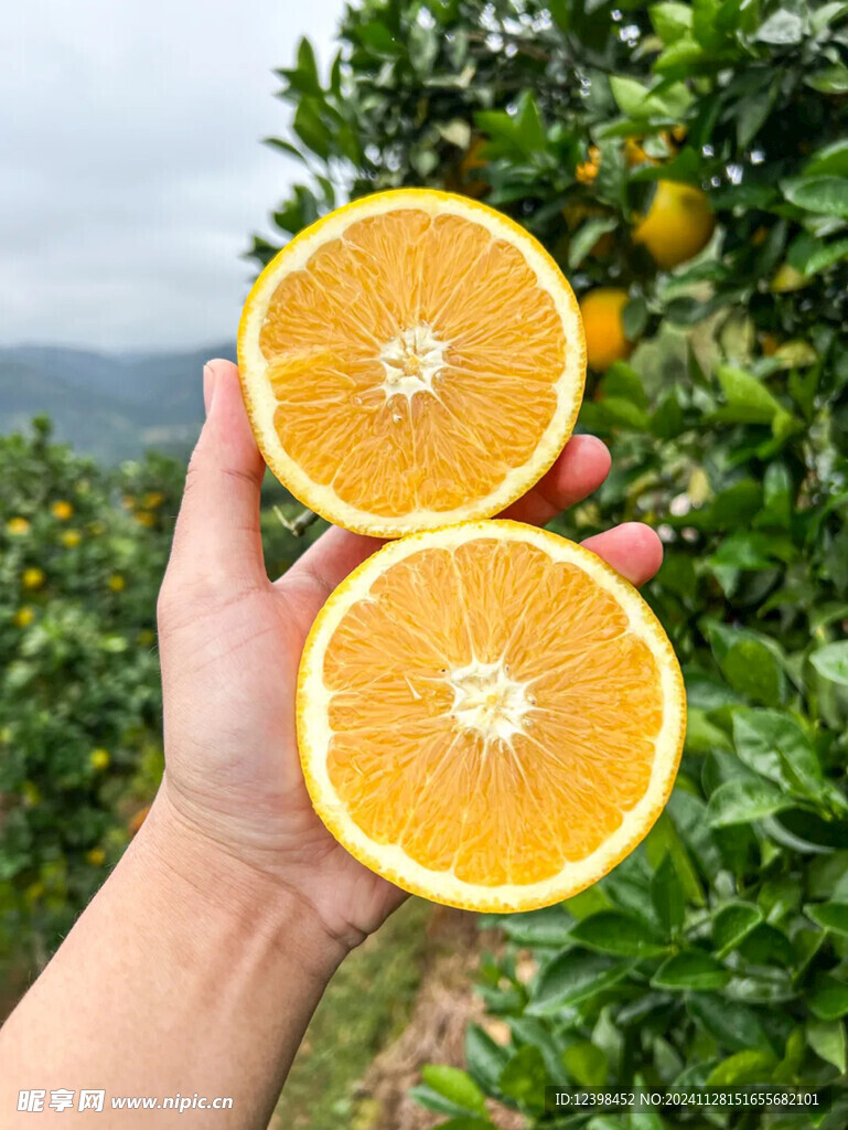 脐橙