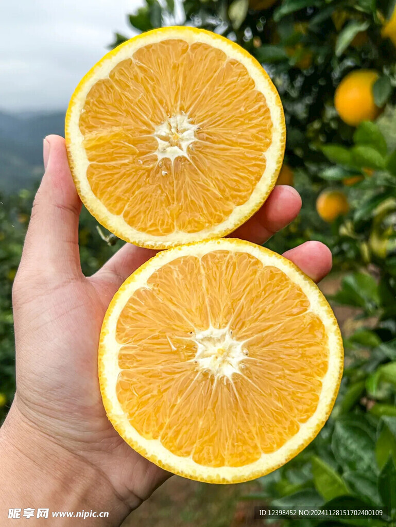 脐橙