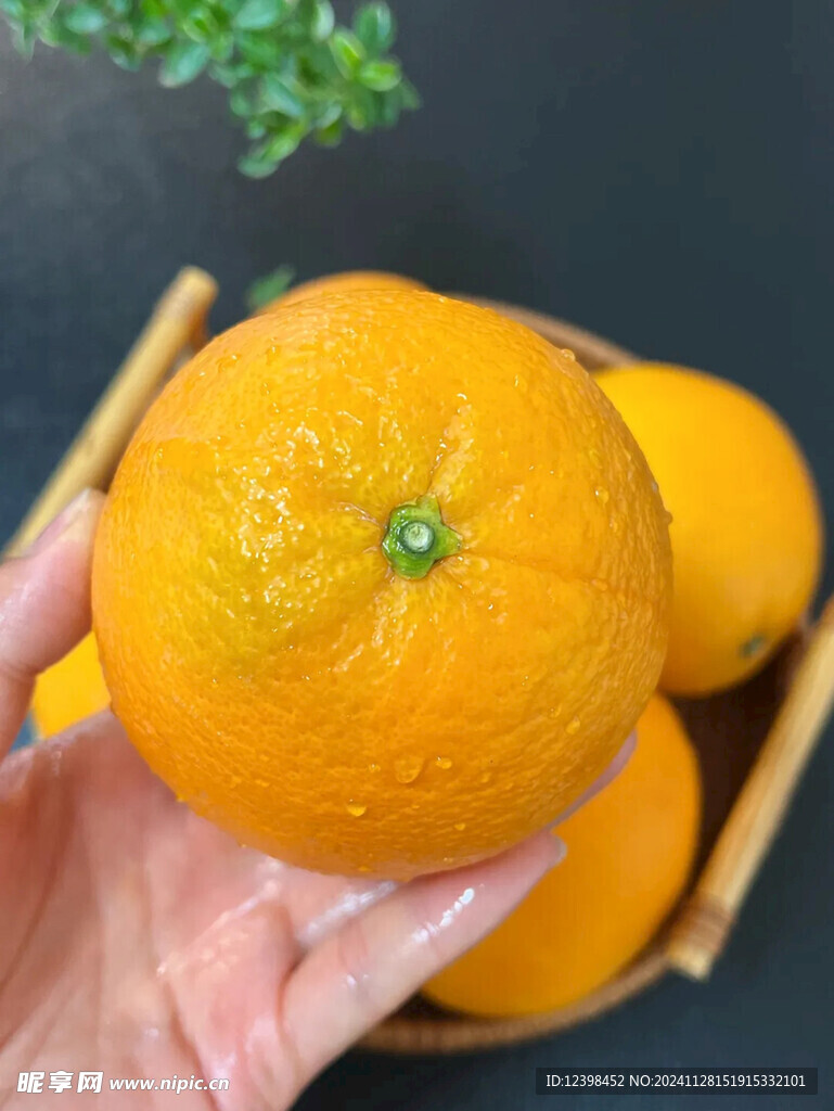 脐橙