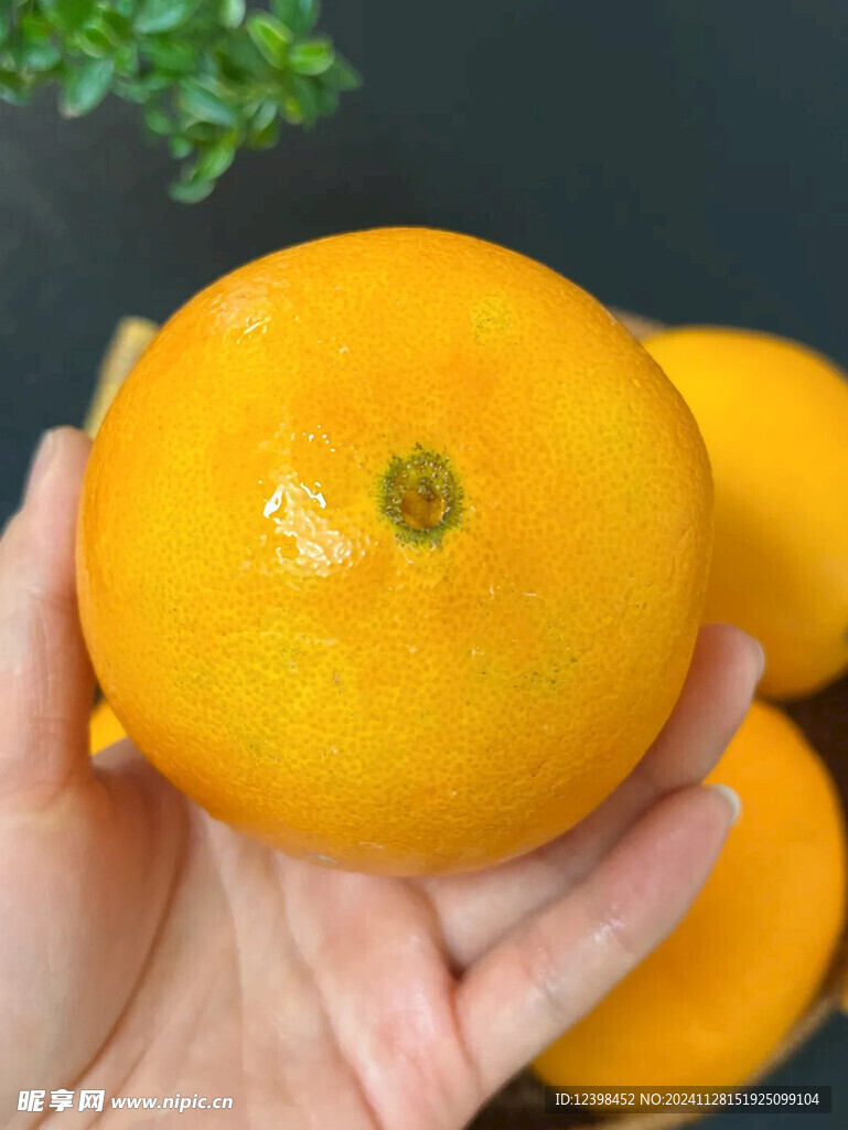 脐橙