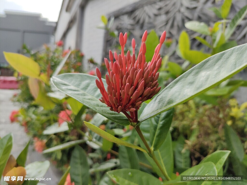 龙船花