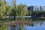 公园风景 