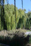 公园风景  