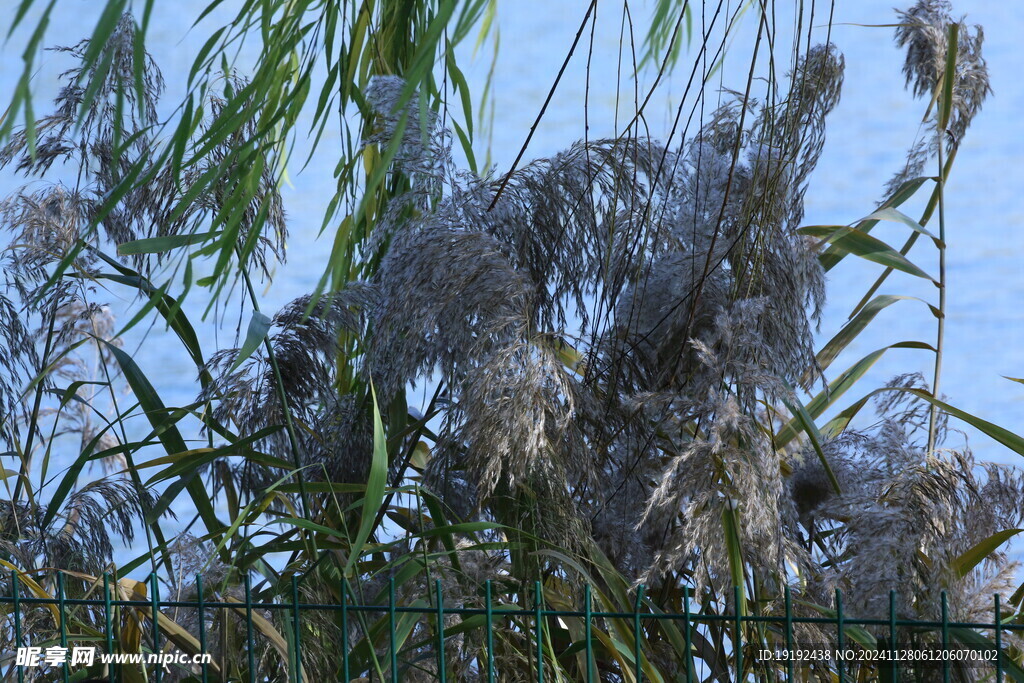 芦苇芦花  