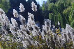芦苇芦花 