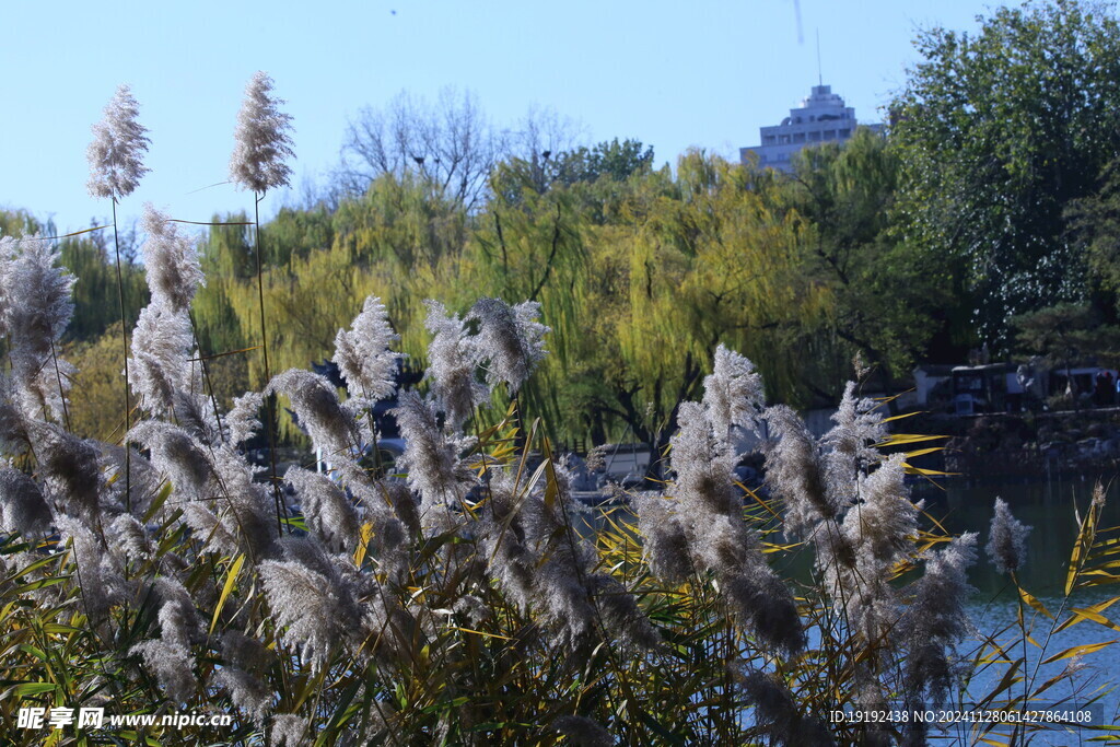 芦苇芦花  