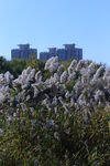 芦苇芦花  