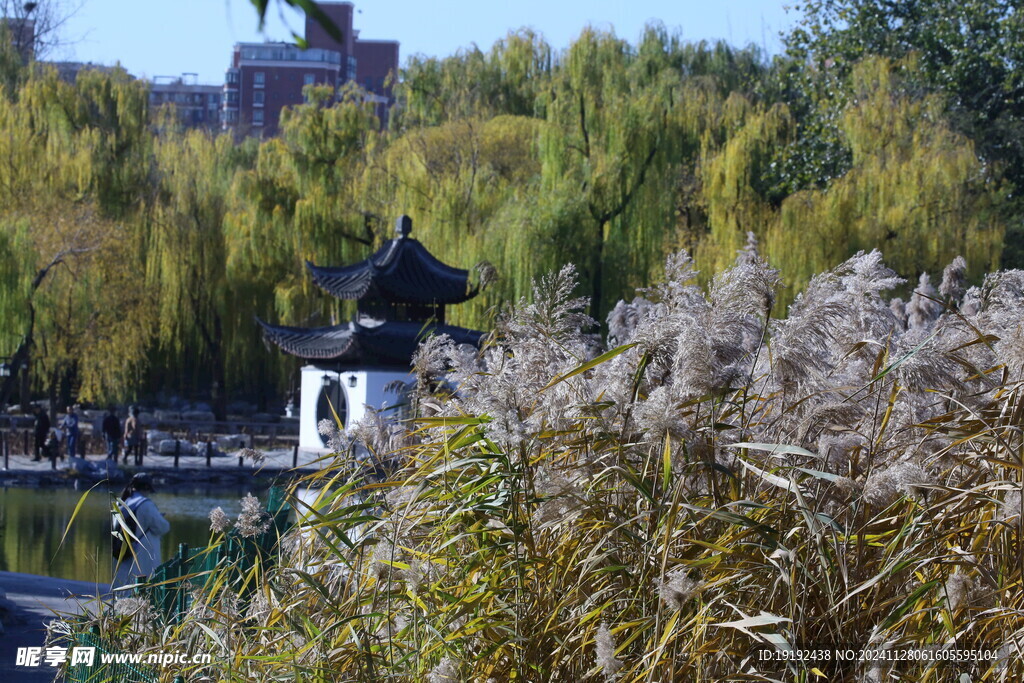 芦苇芦花  