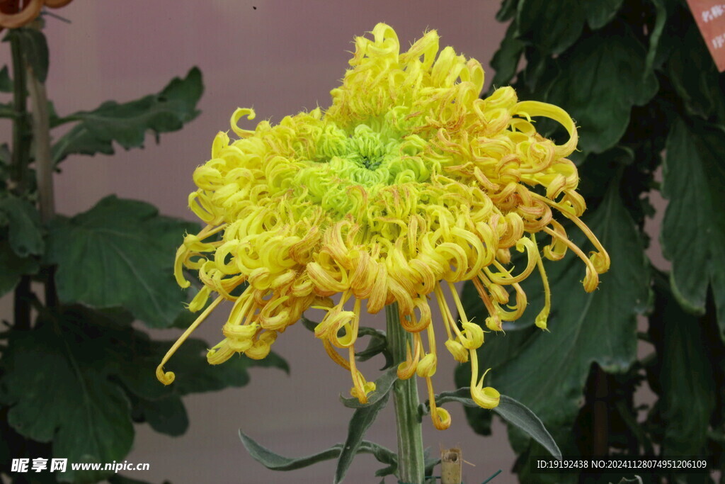 菊花 