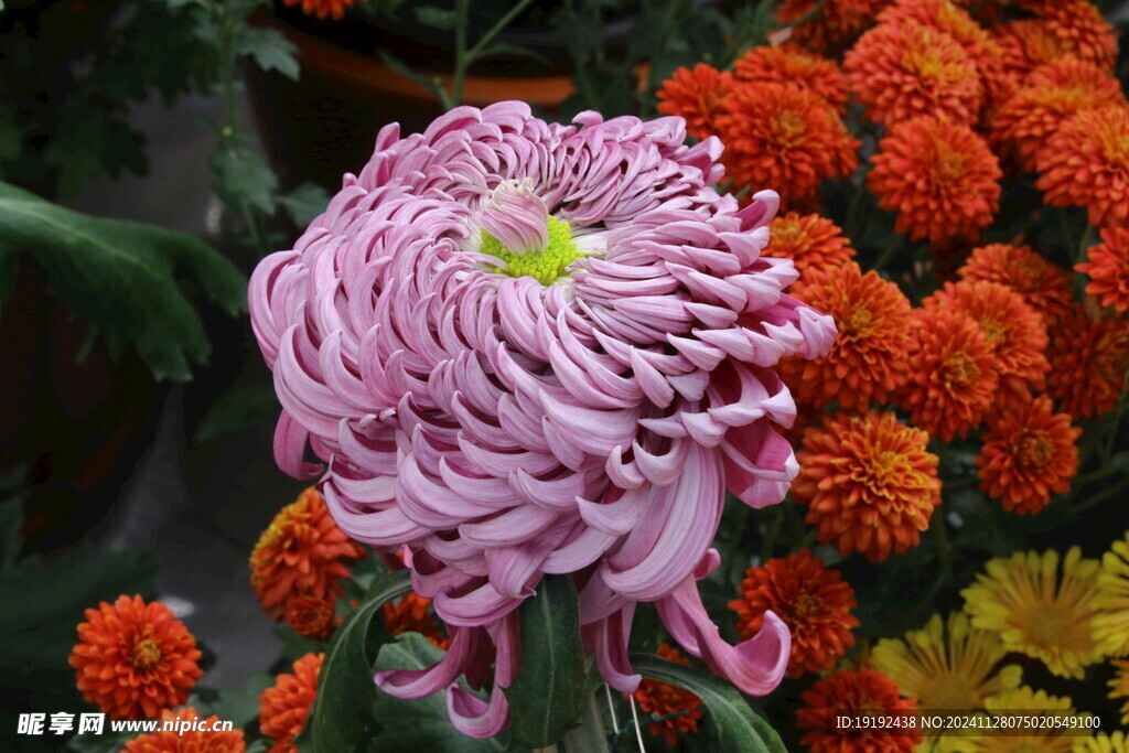 菊花 
