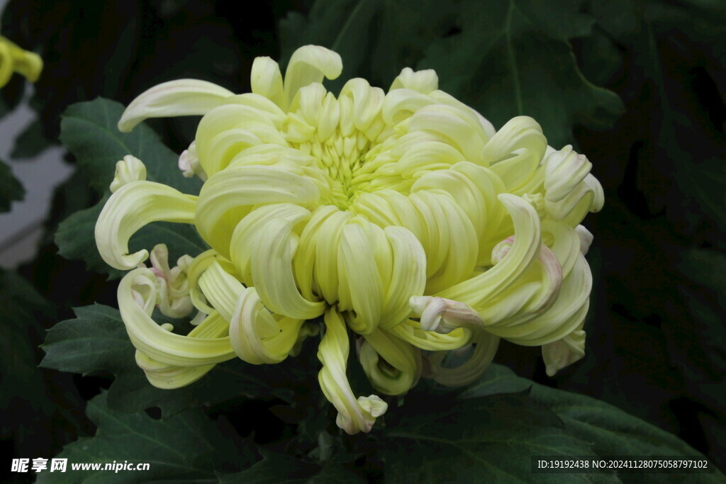 菊花  