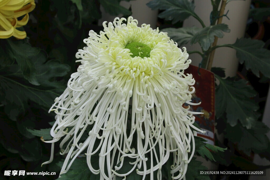 菊花  