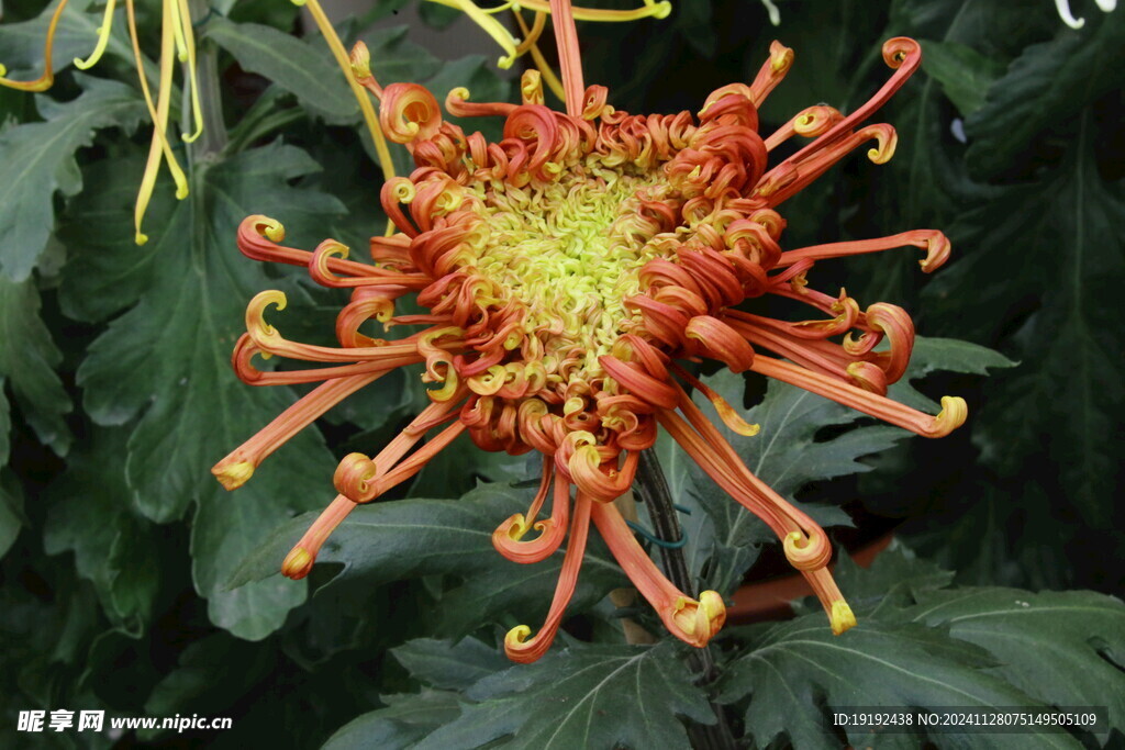 菊花  
