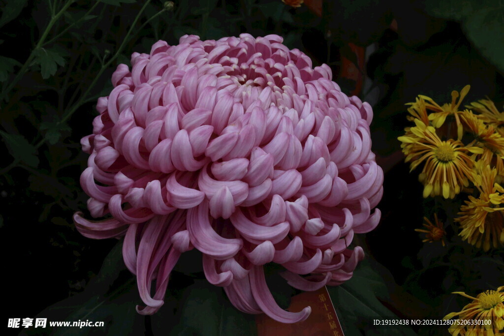 菊花 