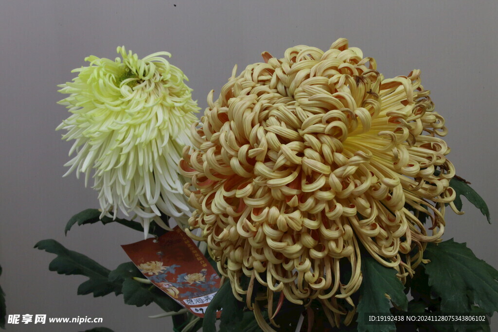菊花 