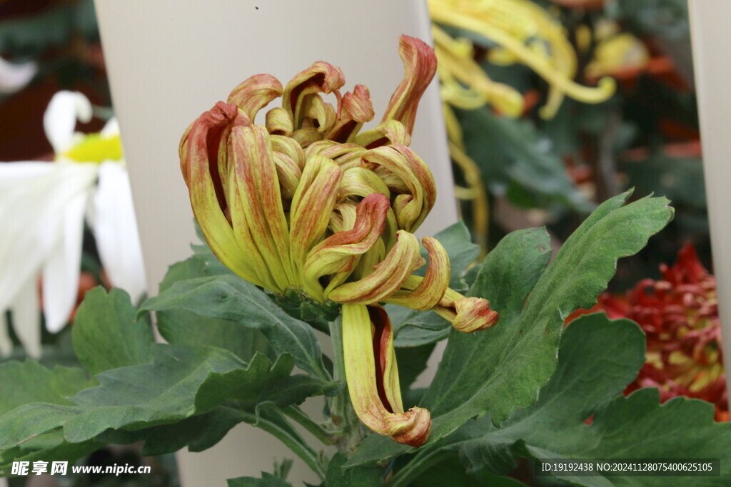 菊花  