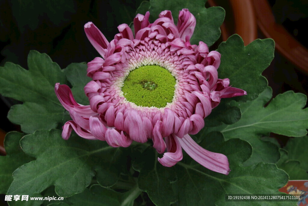 菊花  