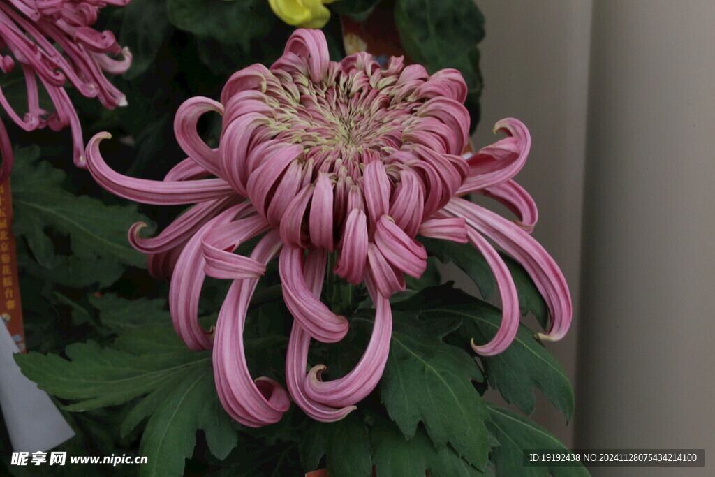 菊花  