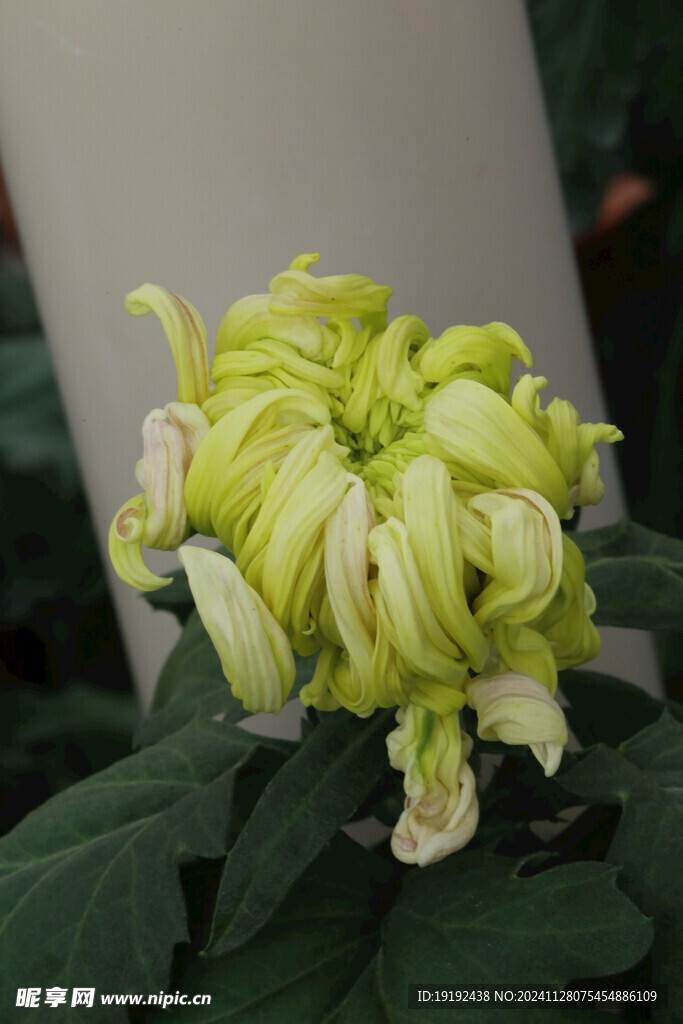 菊花 