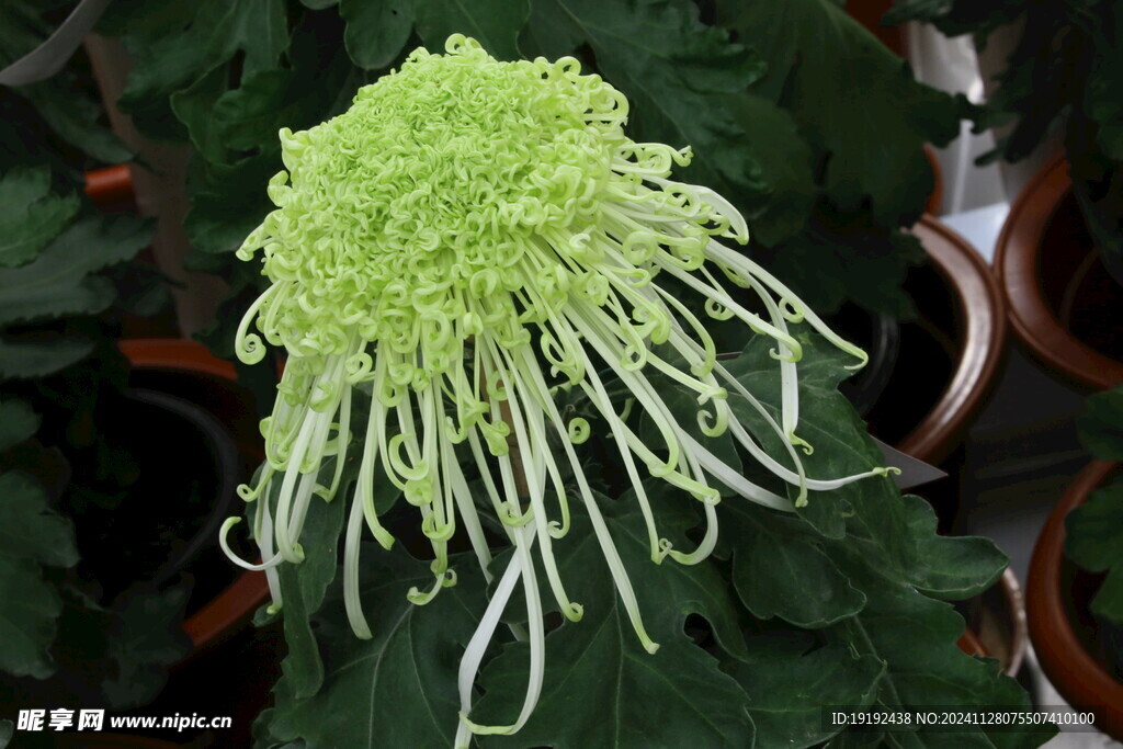 菊花  