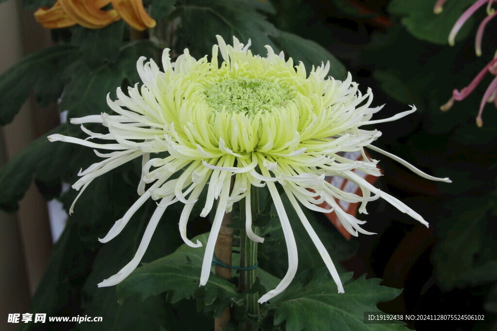菊花  
