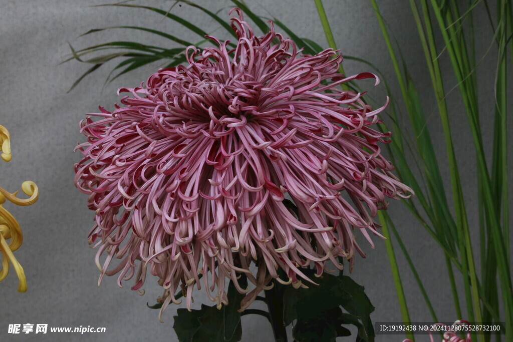 菊花 
