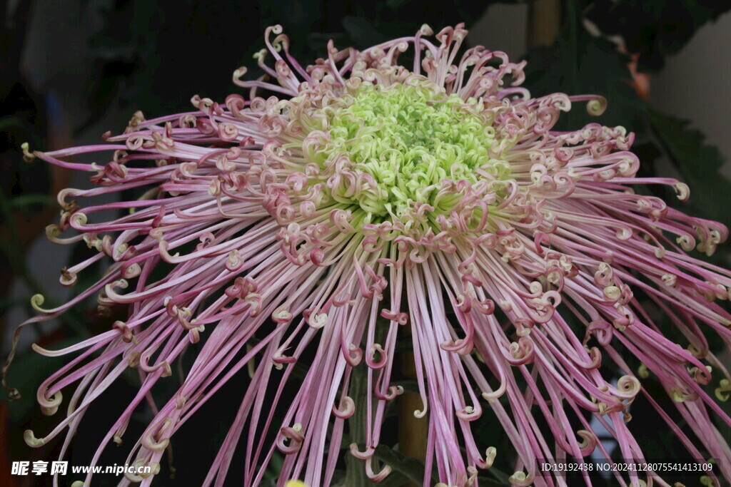 菊花 