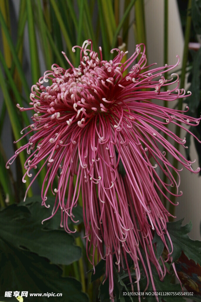 菊花  