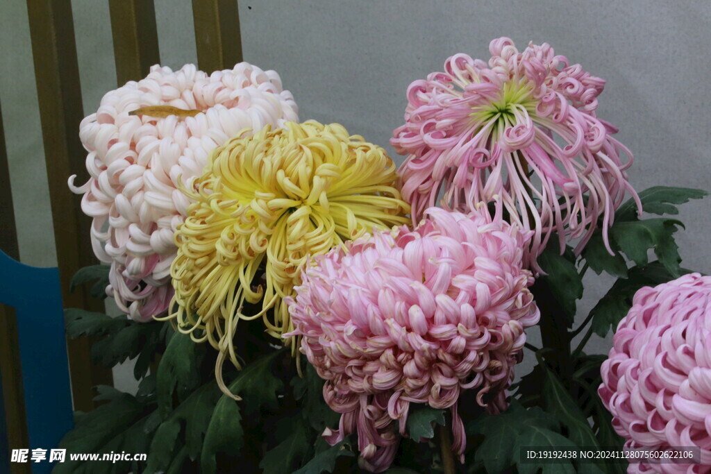 菊花  