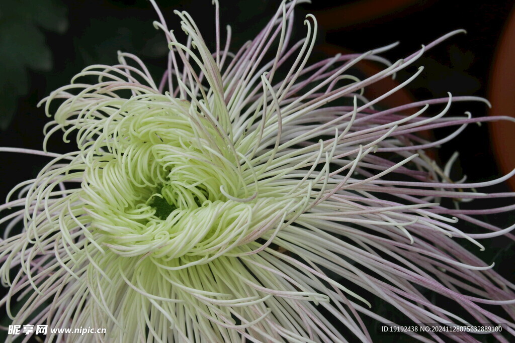 菊花 
