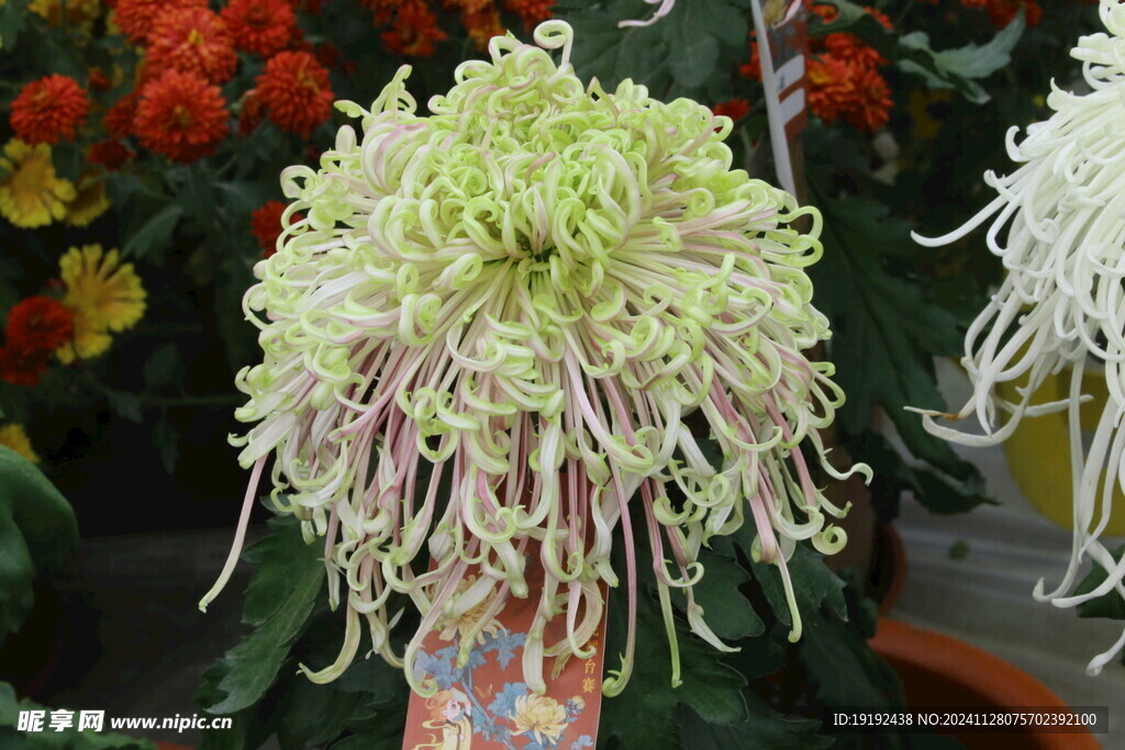 菊花 