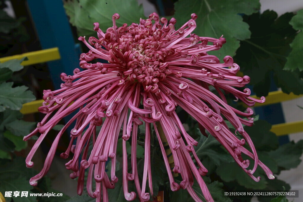 菊花 