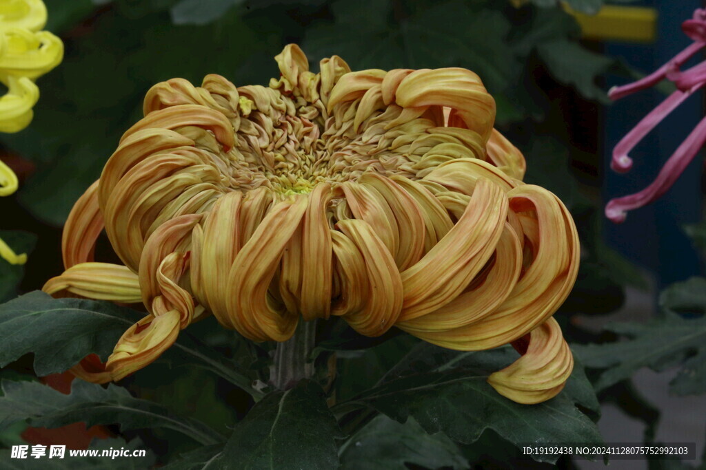 菊花 