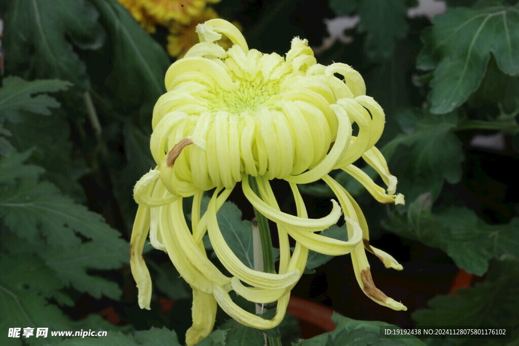 菊花  