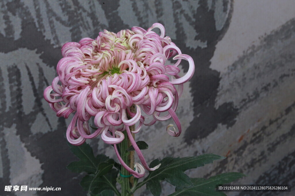 菊花  