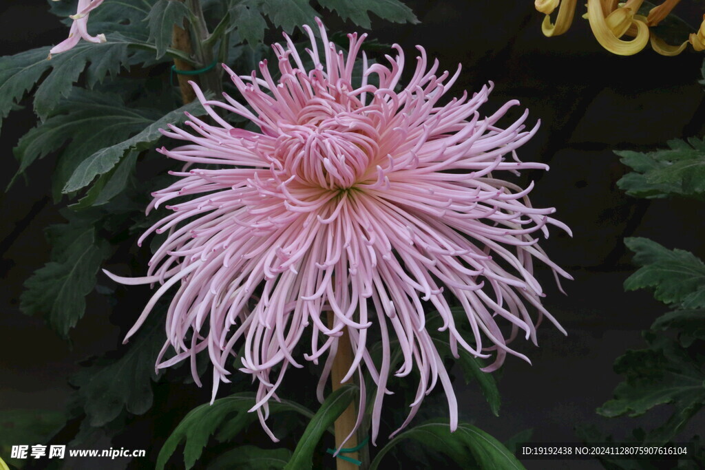 菊花 