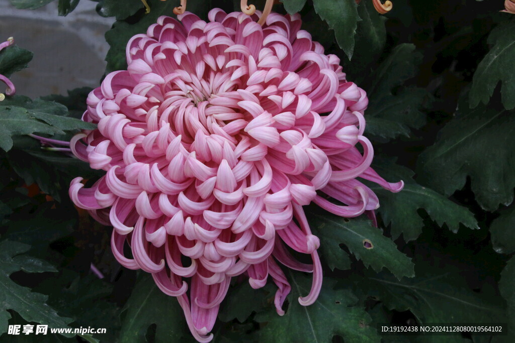 菊花 