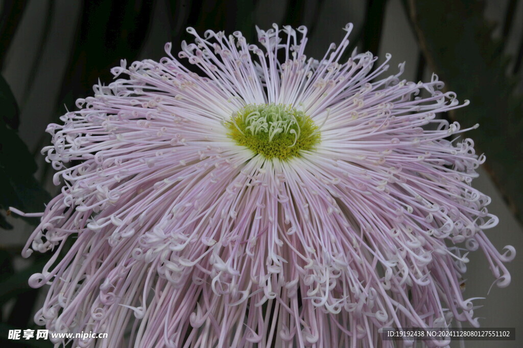 菊花 