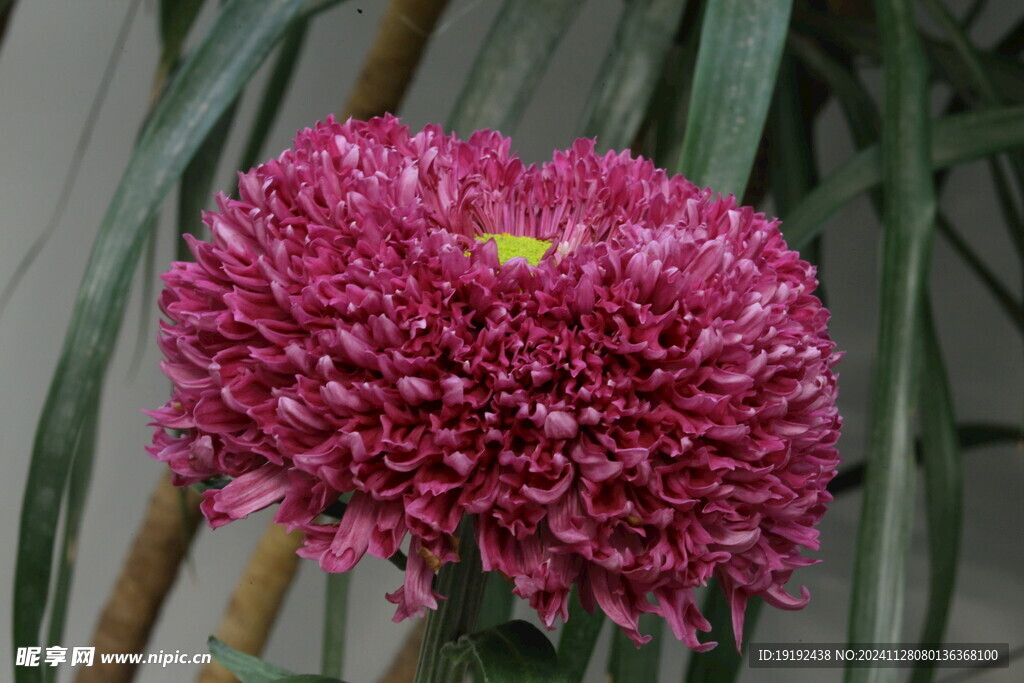 菊花 
